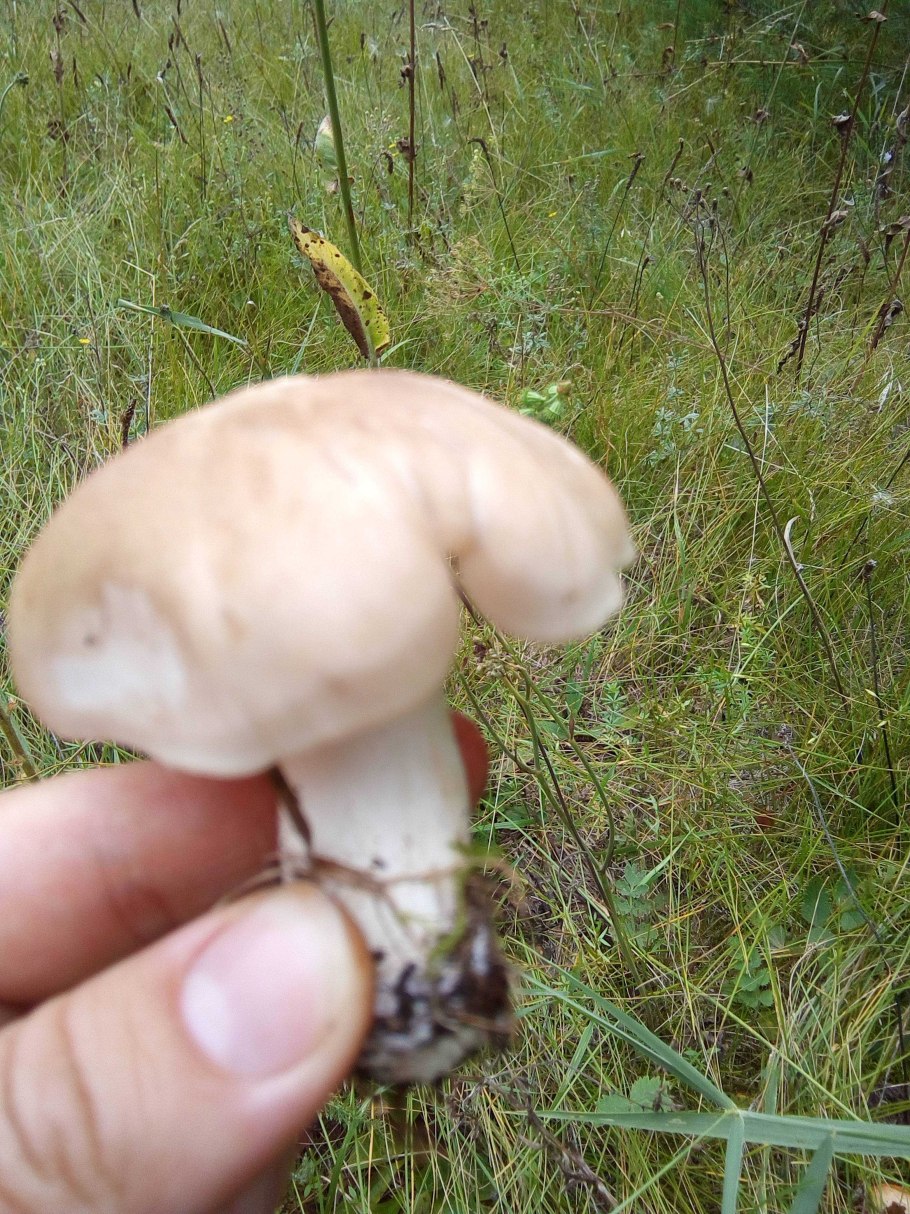 Гриб на ножке под Тютиной