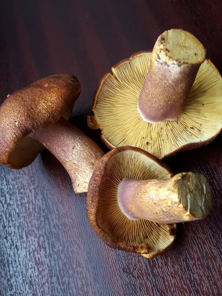 Рядовка желто-красная Tricholomopsis rutilans