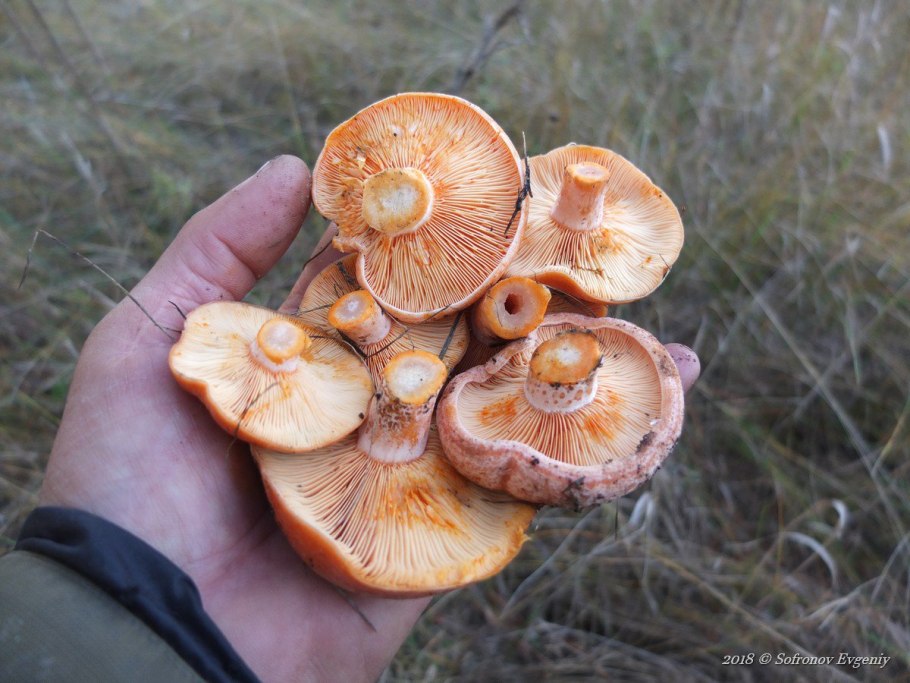 Рыжик гриб