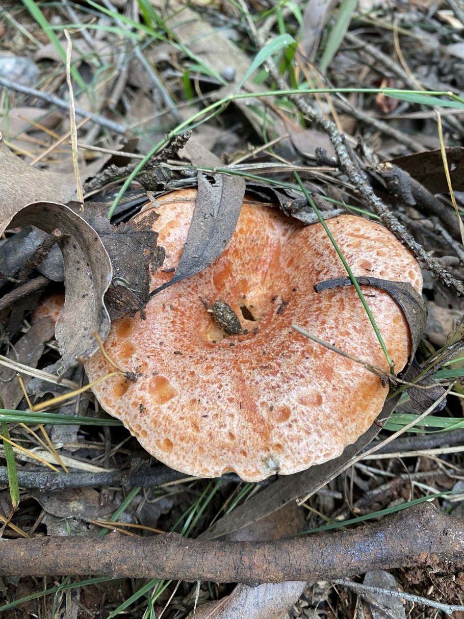 Рыжик растение фото