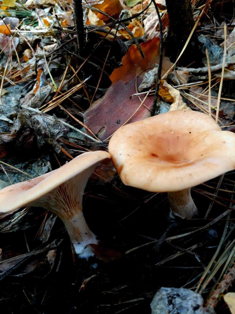 Рыжик еловый/еловик (Lactarius deterrimus);