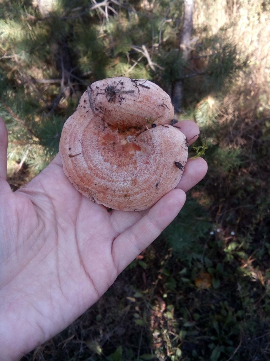 Я давно приметил в лесу одну полянку с рыжиками решу ОГЭ