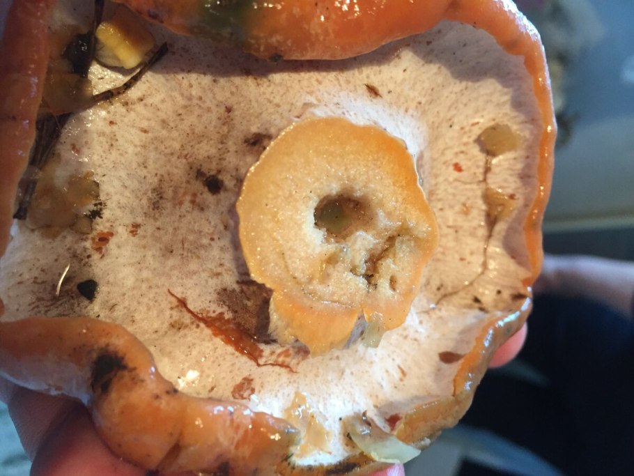 Рыжик еловый (Lactarius deterrimus)