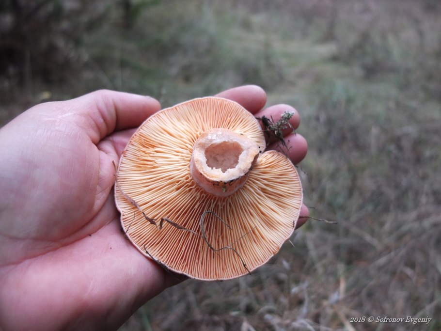 Рыжик сосновый боровой lactarius deliciosus
