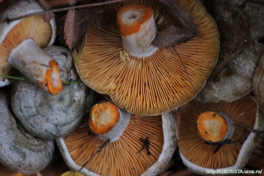Lactarius badiosanguineus