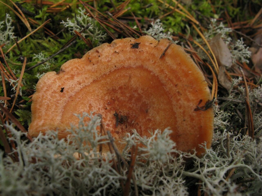 Гриб Рыжик на срезе