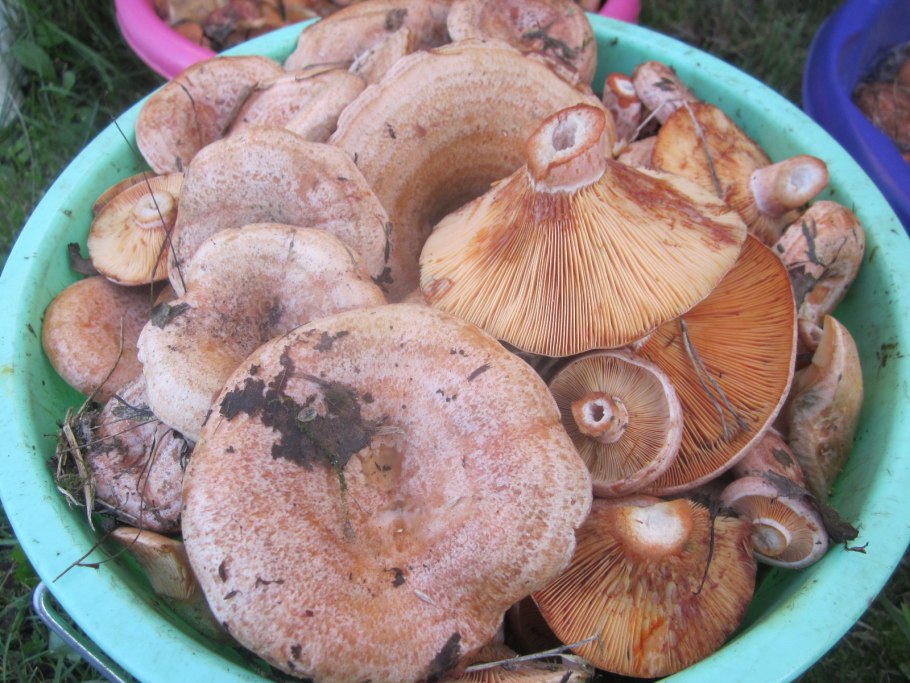Рыжик сосновый боровой lactarius deliciosus