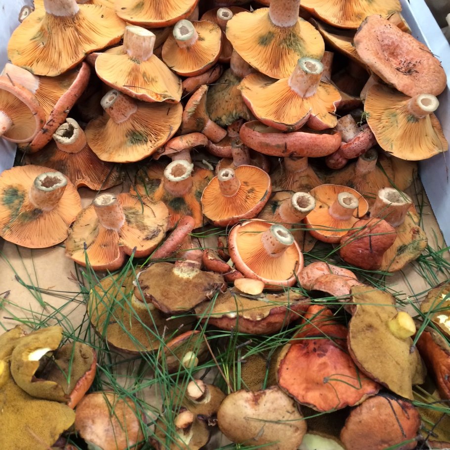 Жареные рыжики