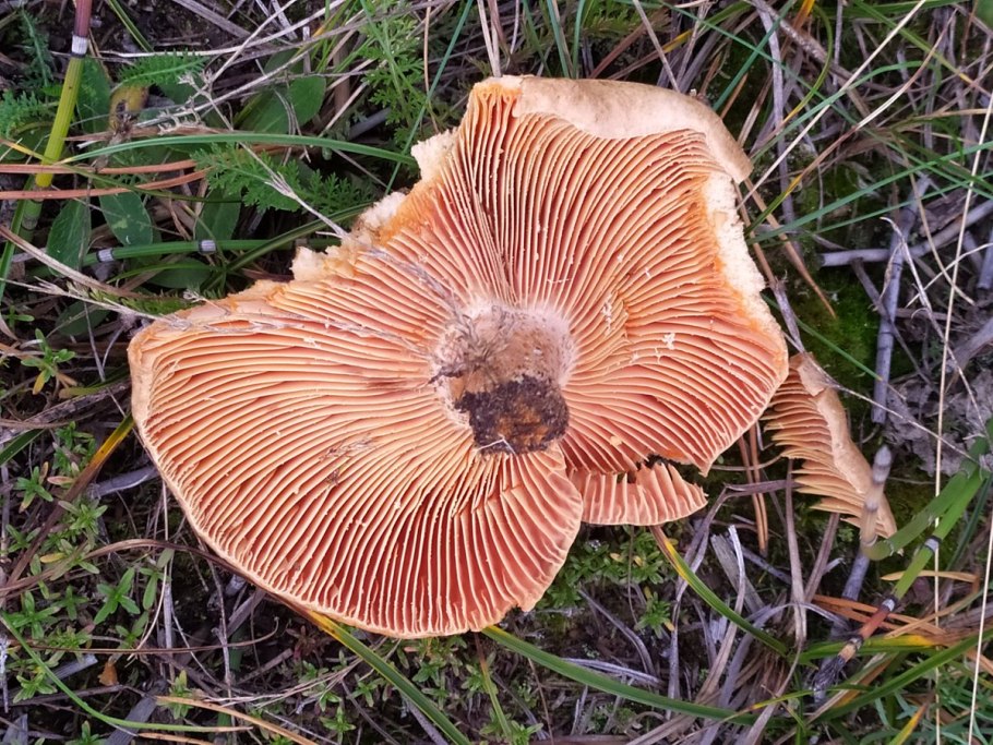 Рыжик Сосновый/Боровой (Lactarius deliciosus);