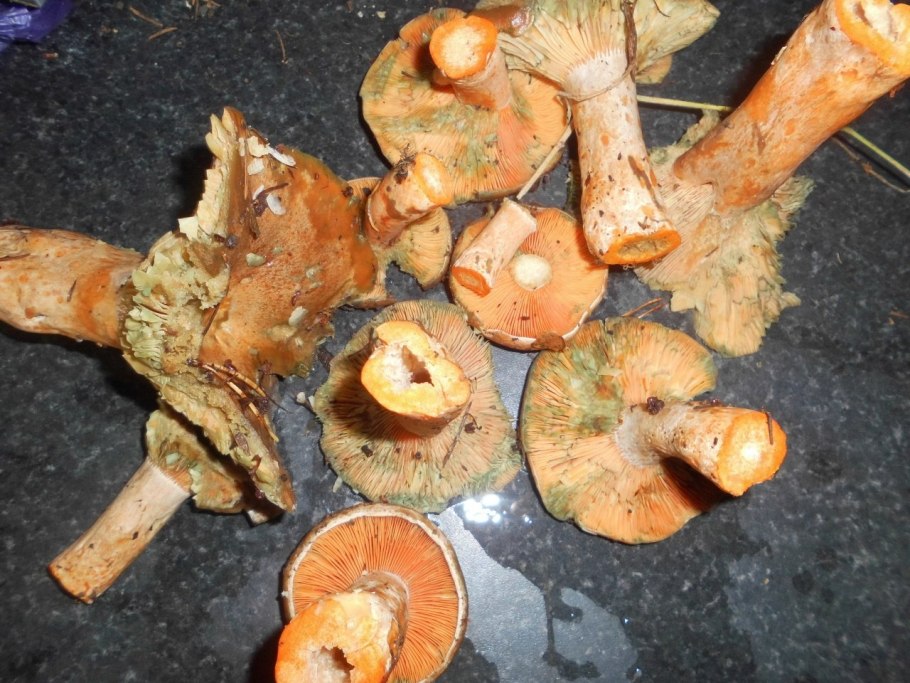 Гриб Рыжик назван из за цвета или вкуса