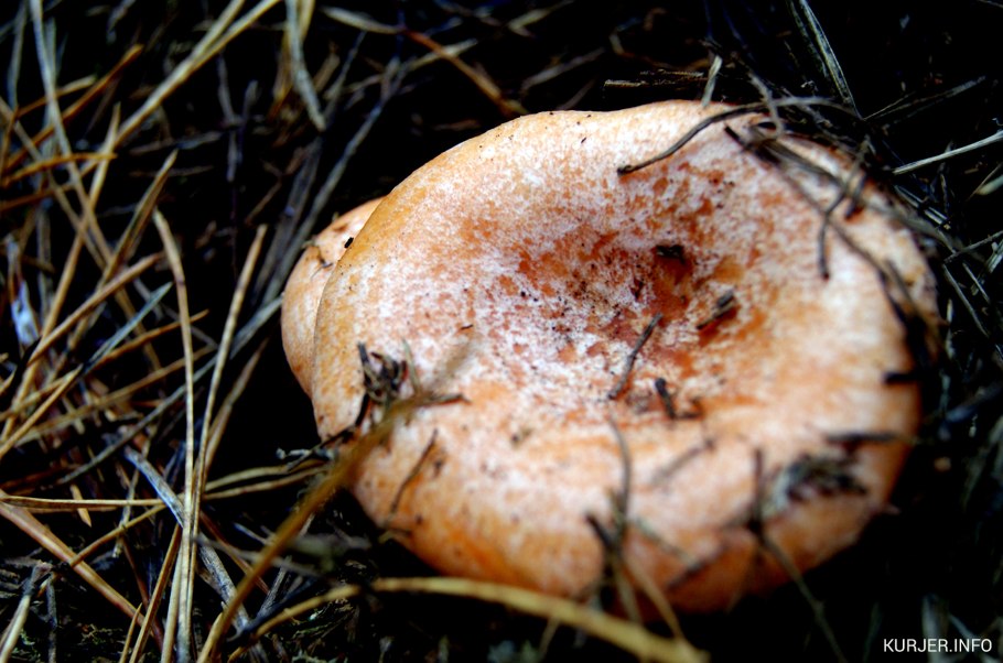 Грибы рыжики муляж