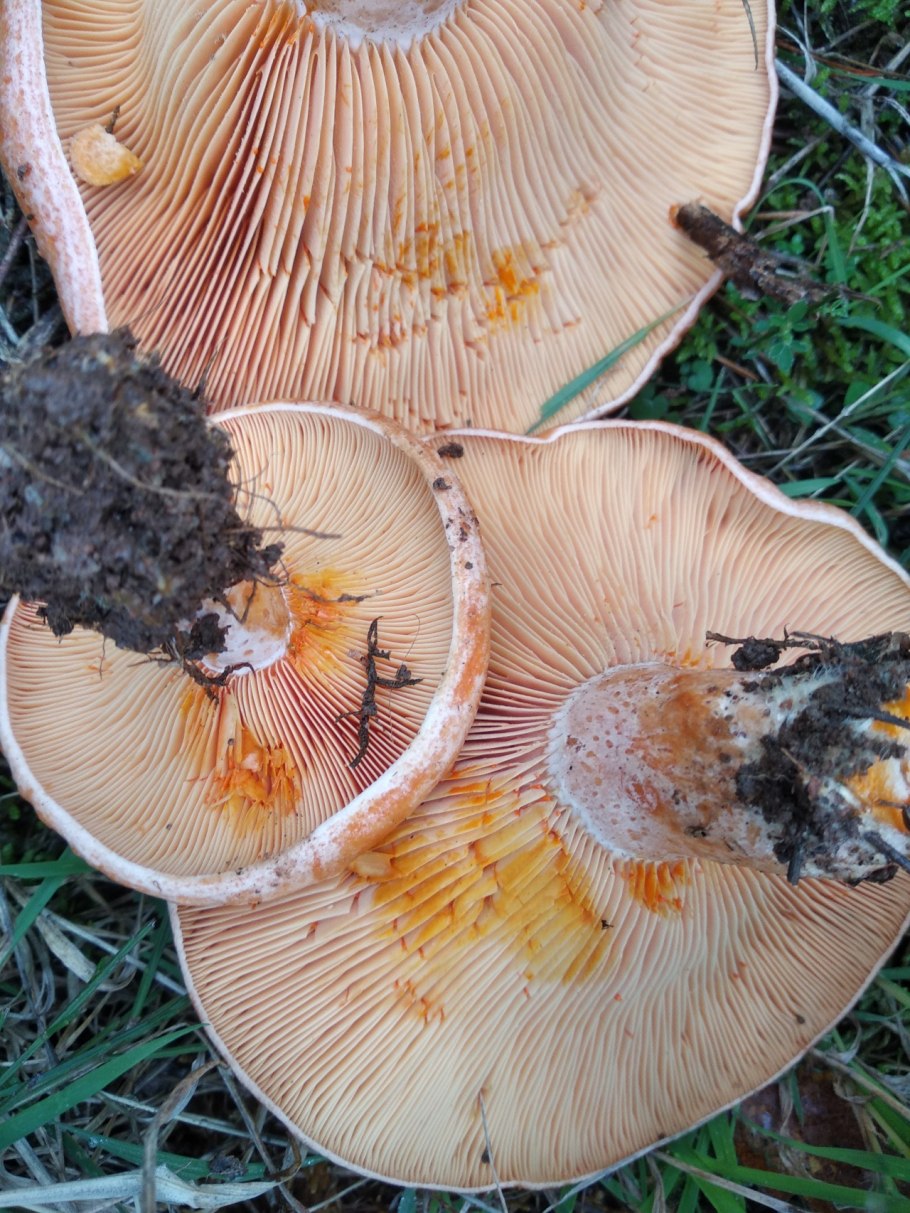 Рыжики Южный Урал