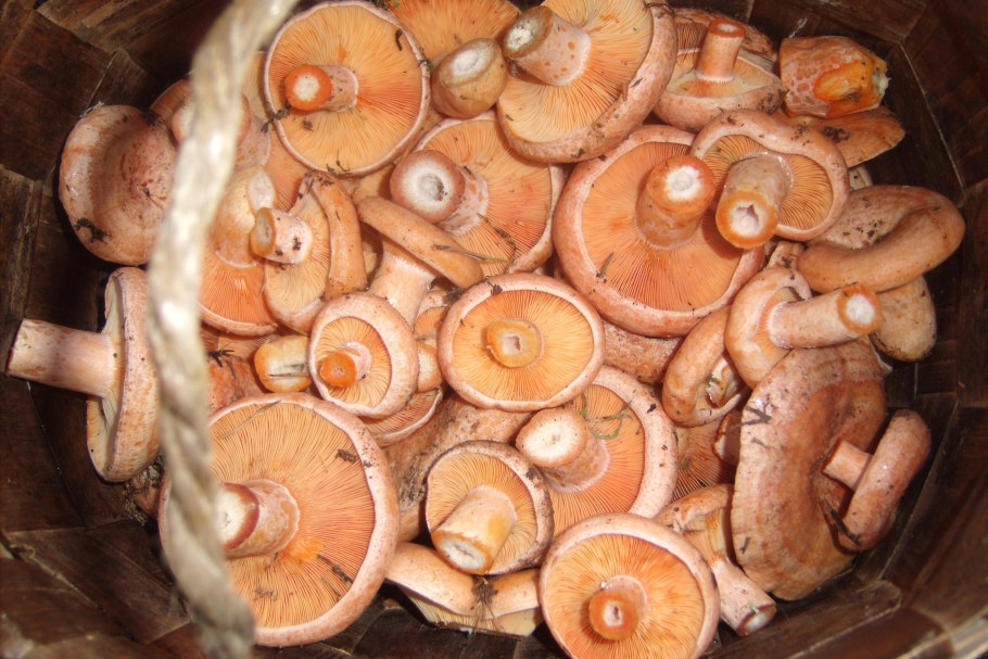 Необычные рыжики