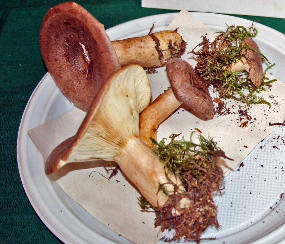 Гриб млечник горькушка