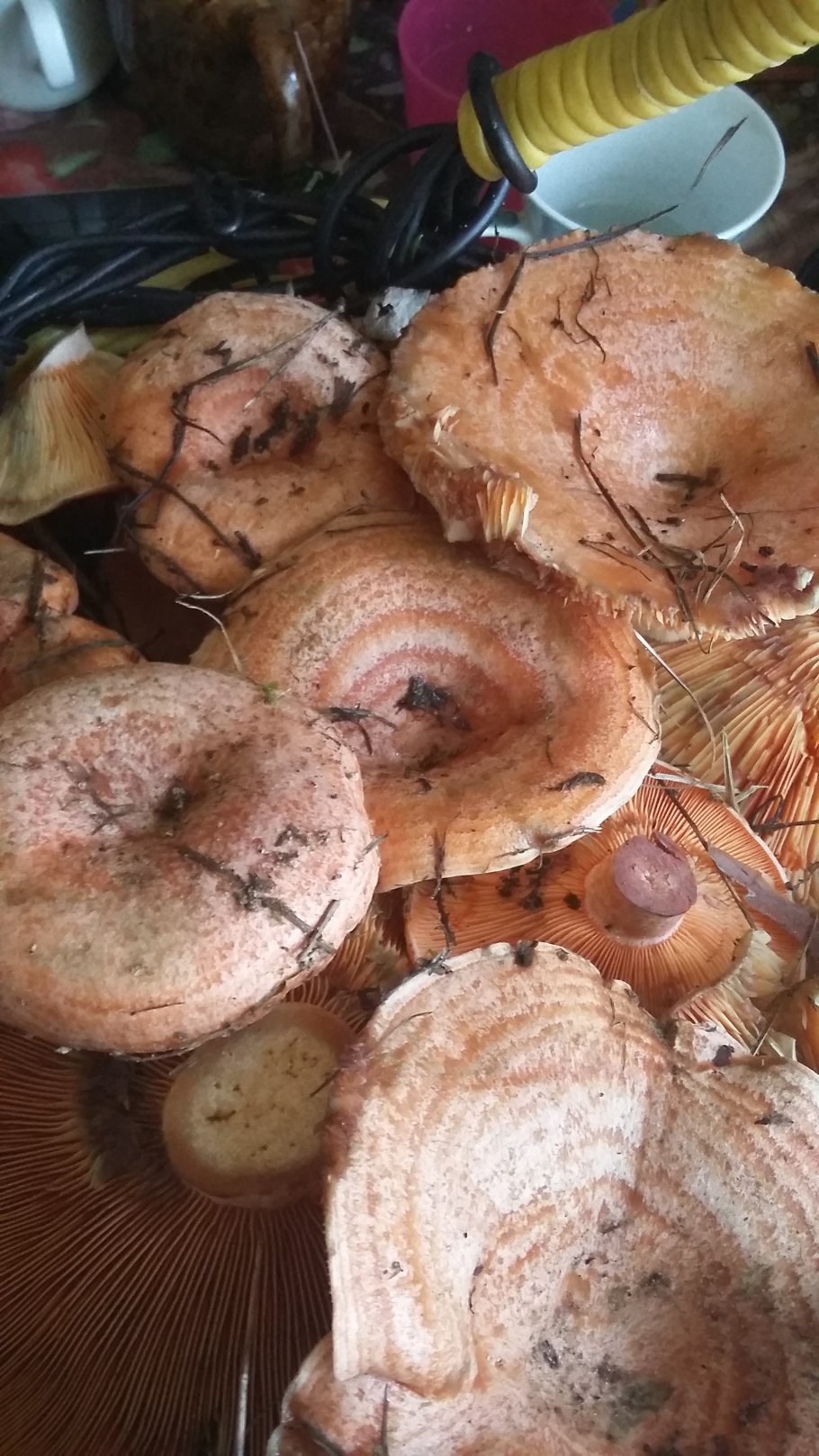 Ложный Рыжик груздь