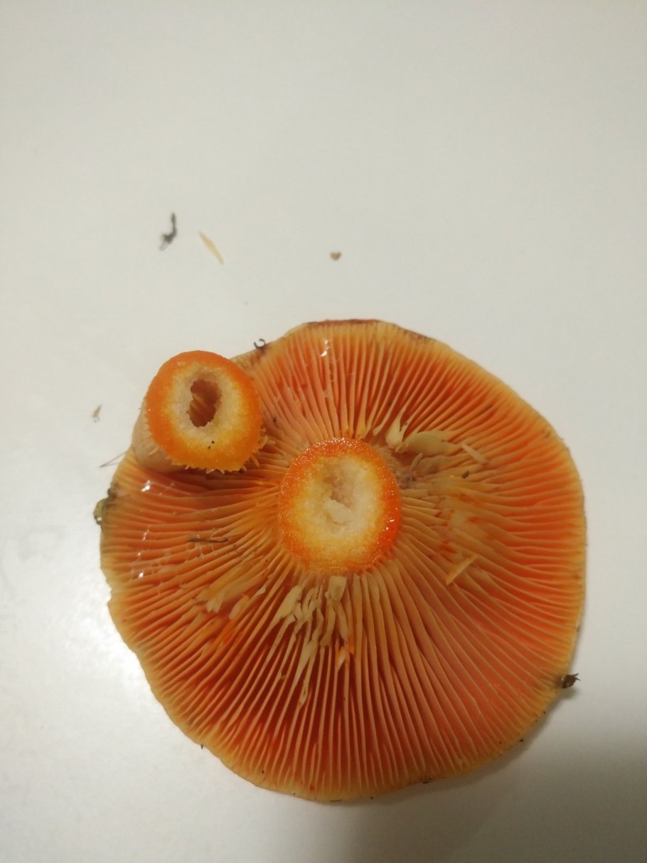 Млечник Рыжик гриб