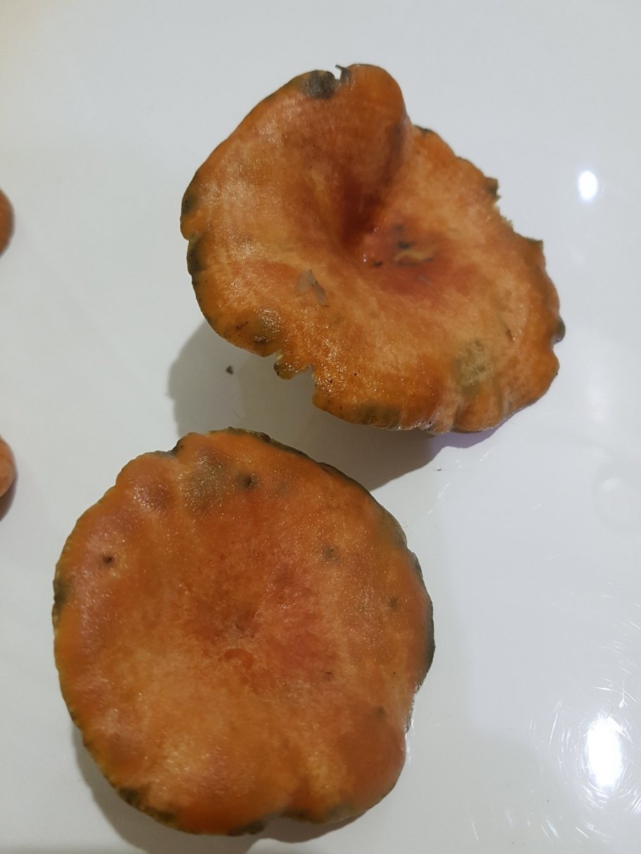 Рыжики Ивановский кордон