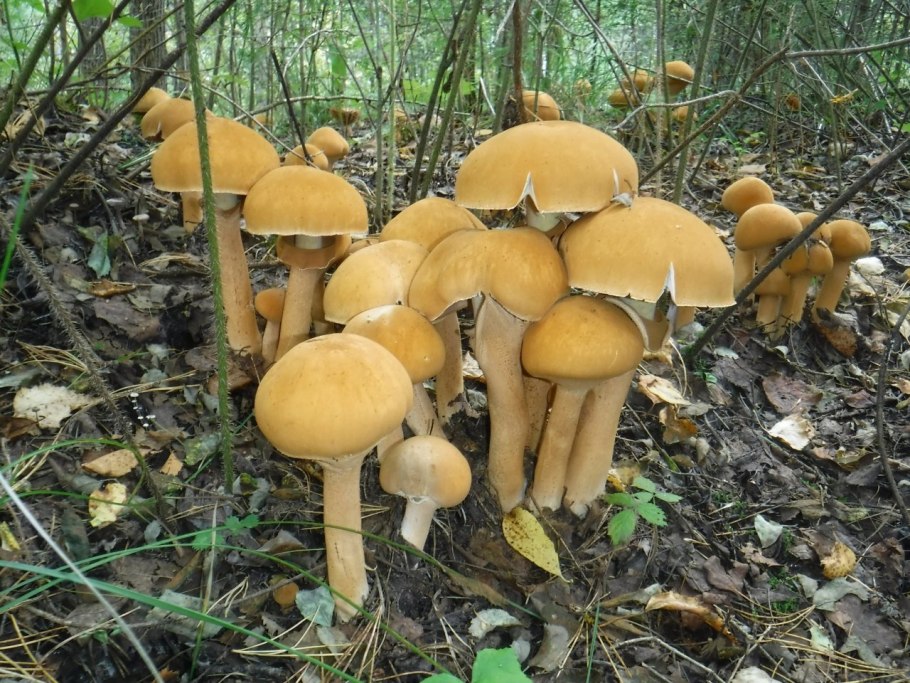Чешуйчатка травяная Phaeolepiota Aurea