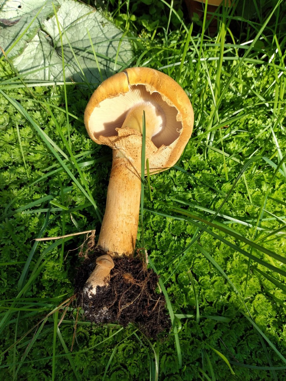 Гриб феолепиота золотистая