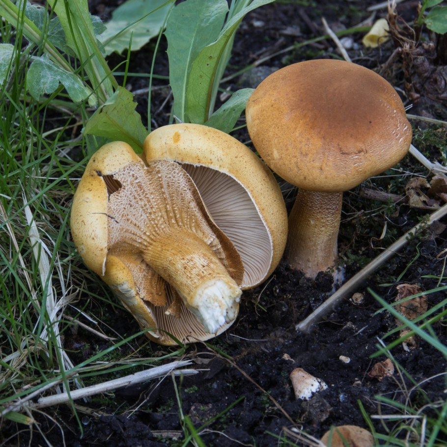 Феолепиота золотистая