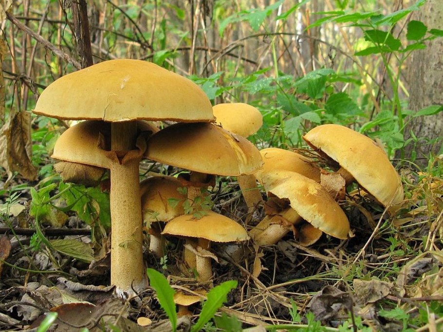 Феолепиота золотистая Phaeolepiota