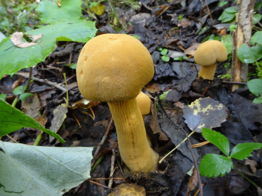 Феолепиота золотистая Phaeolepiota