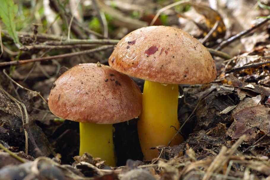 Aureoboletus желтый