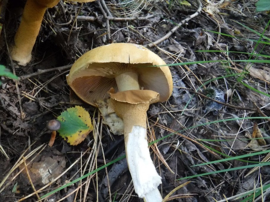 Дрожалка оранжевая (Tremella mesenterica)