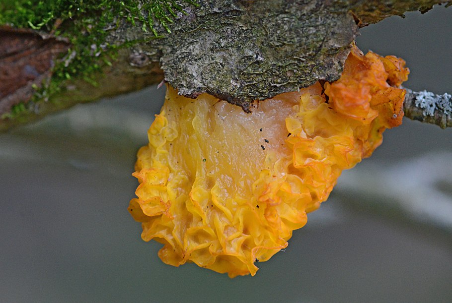 Гриб феолепиота золотистая