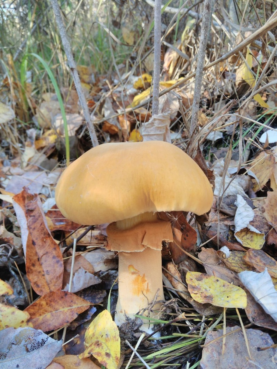 Феолепиота золотистая Phaeolepiota