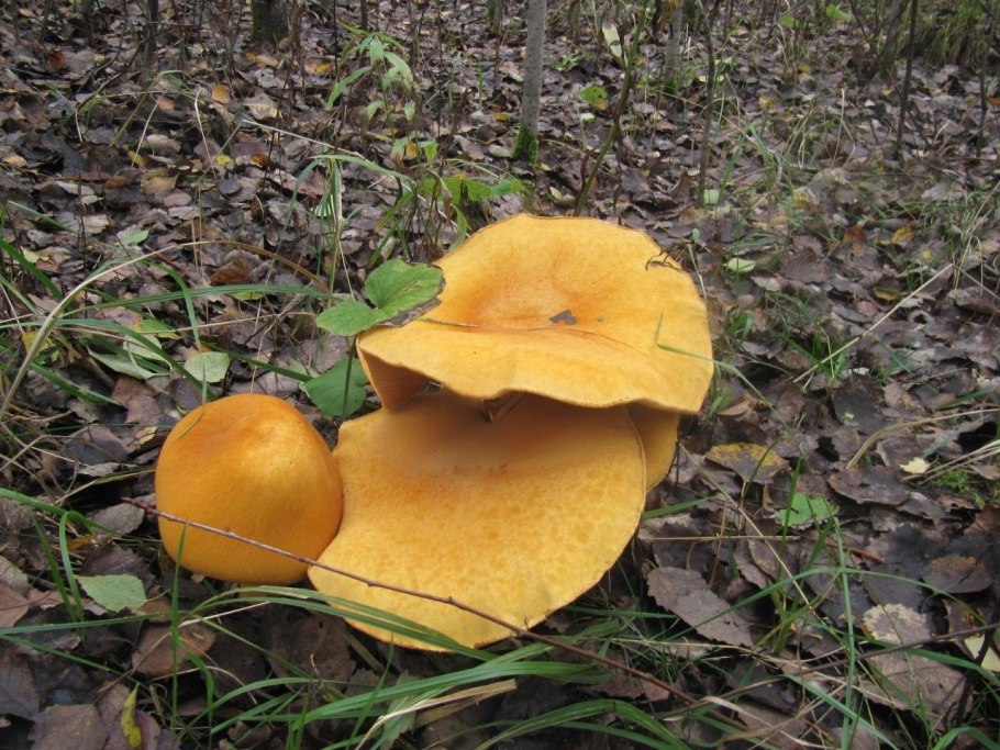 Гриб феолепиота золотистая