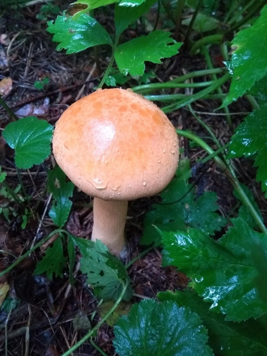 Феолепиота золотистая