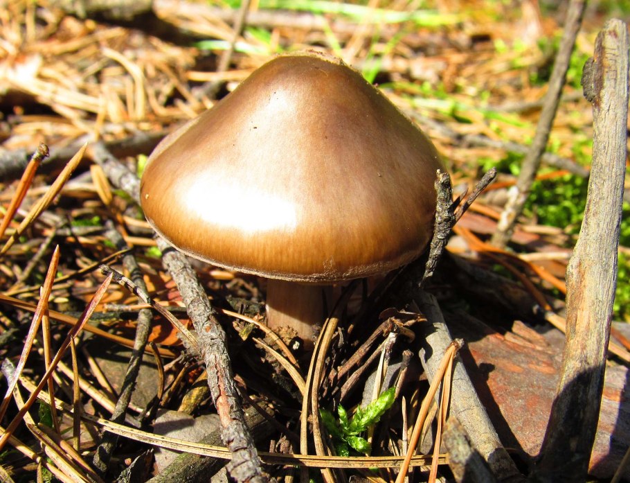 Грибы Караканского Бора