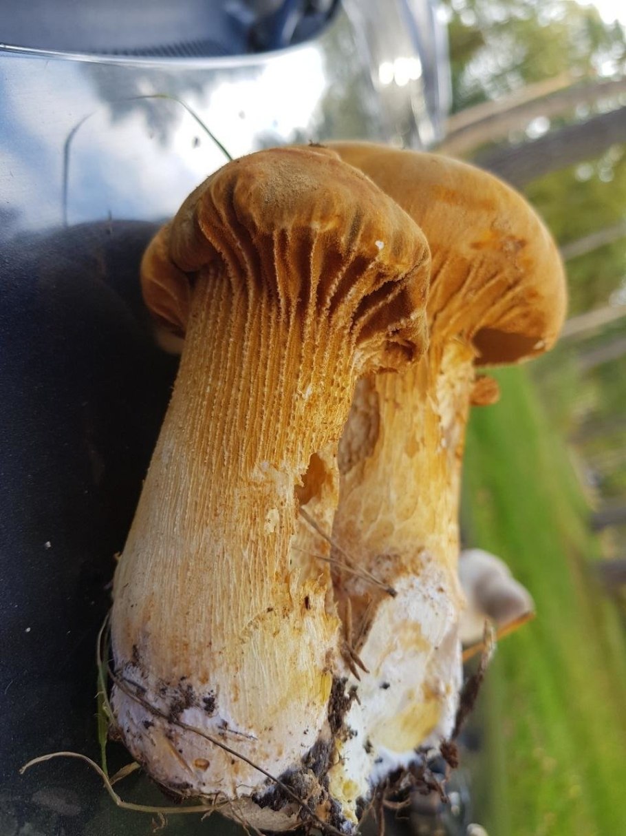 Феолепиота золотистая гименофор