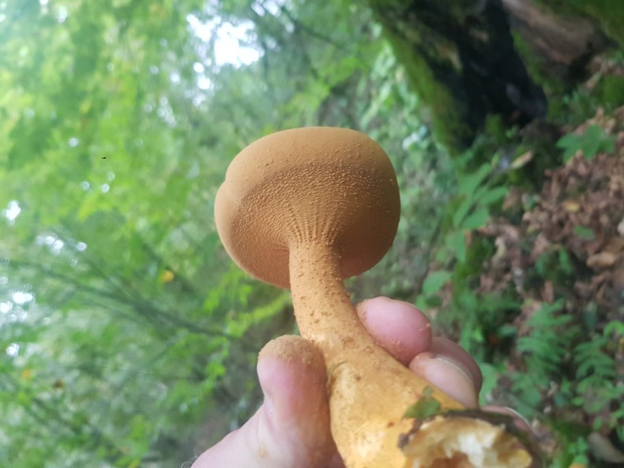 Черные грибы Сочи