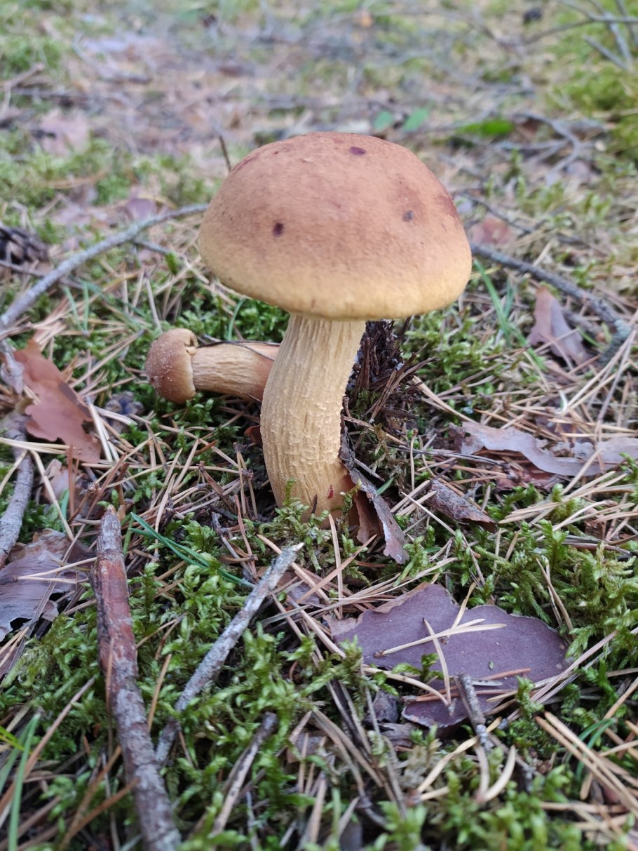 Гриб золотистый Боровик