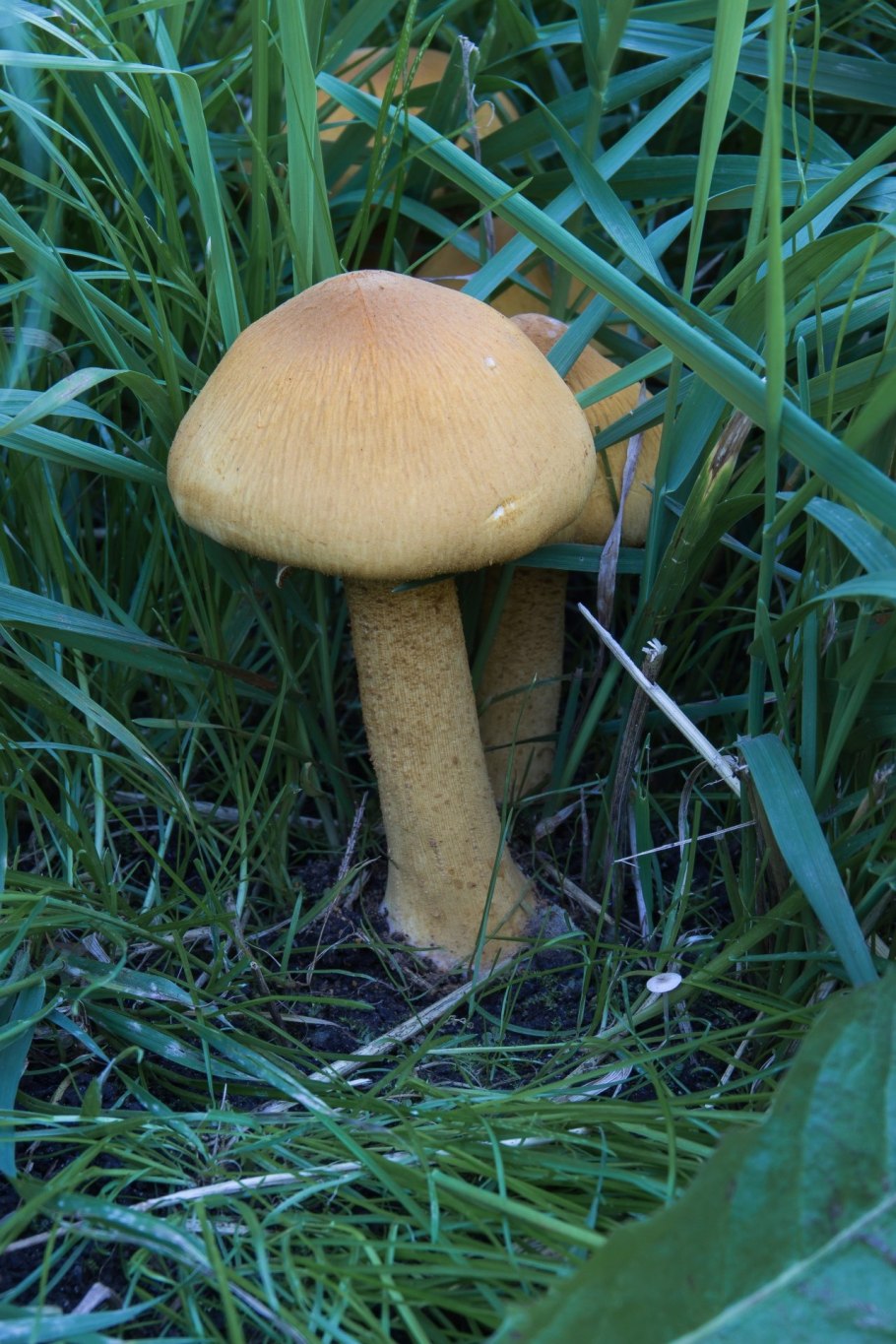 Чешуйчатка травяная Phaeolepiota Aurea
