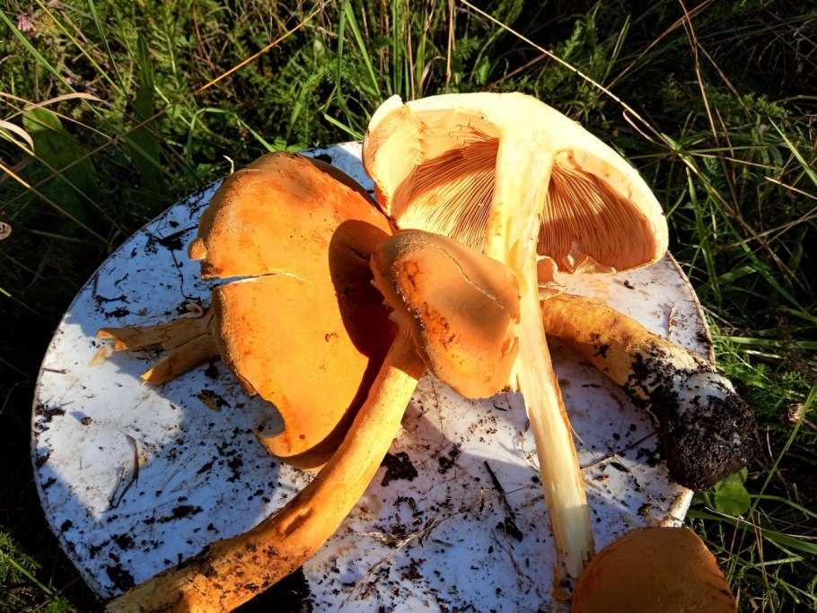 Феолепиота гриб