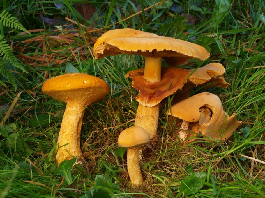 Чешуйчатка травяная феолепиота