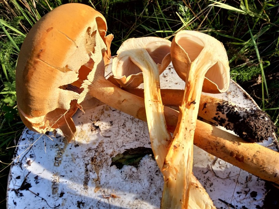 Гриб феолепиота золотистая