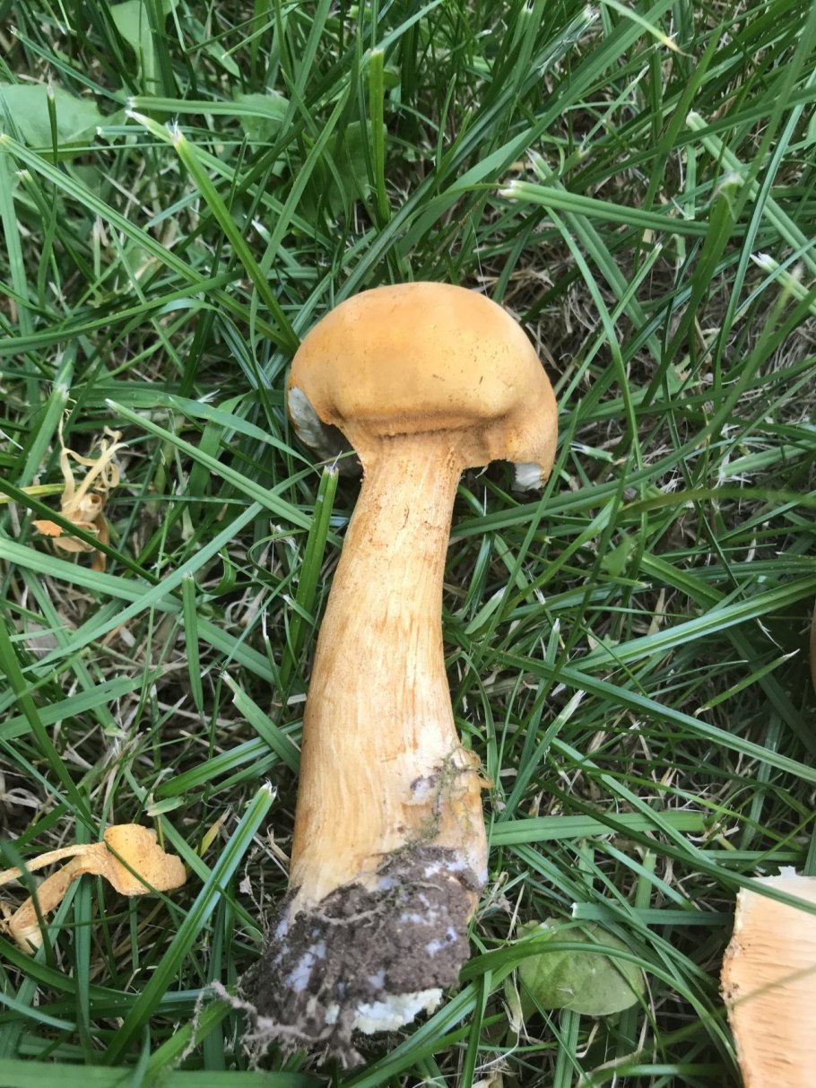 Феолепиота гриб