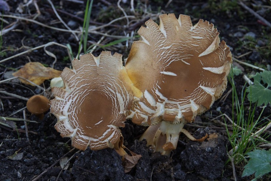 Феолепиота золотистая (Phaeolepiota Aurea)