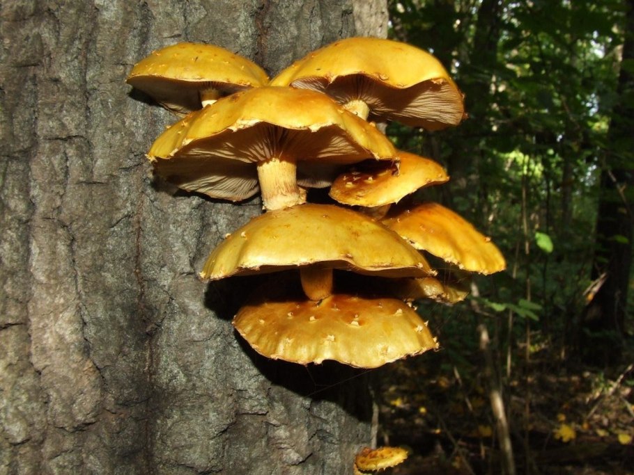 Чешуйчатка обыкновенная Pholiota squarrosa