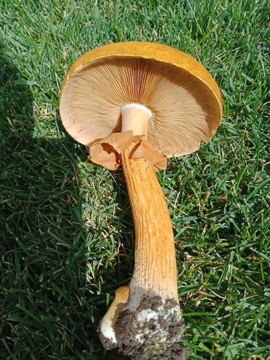 Феолепиота золотистая чешуйчатка