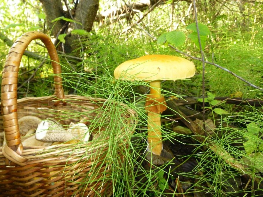 Гриб чешуйчатка золотистая