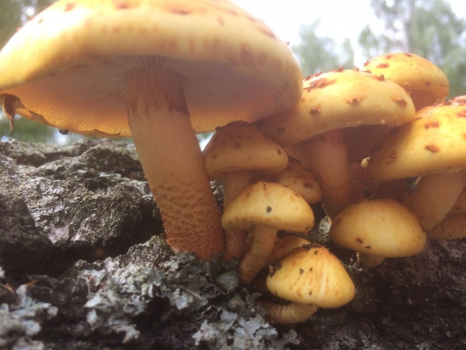 Опята чешуйчатка золотистая