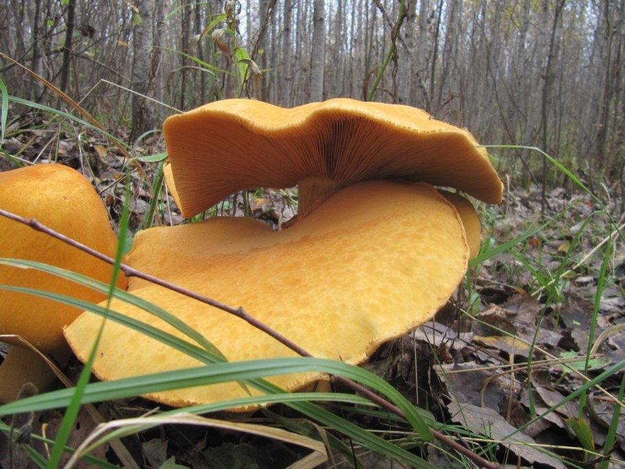 Гриб феолепиота золотистая