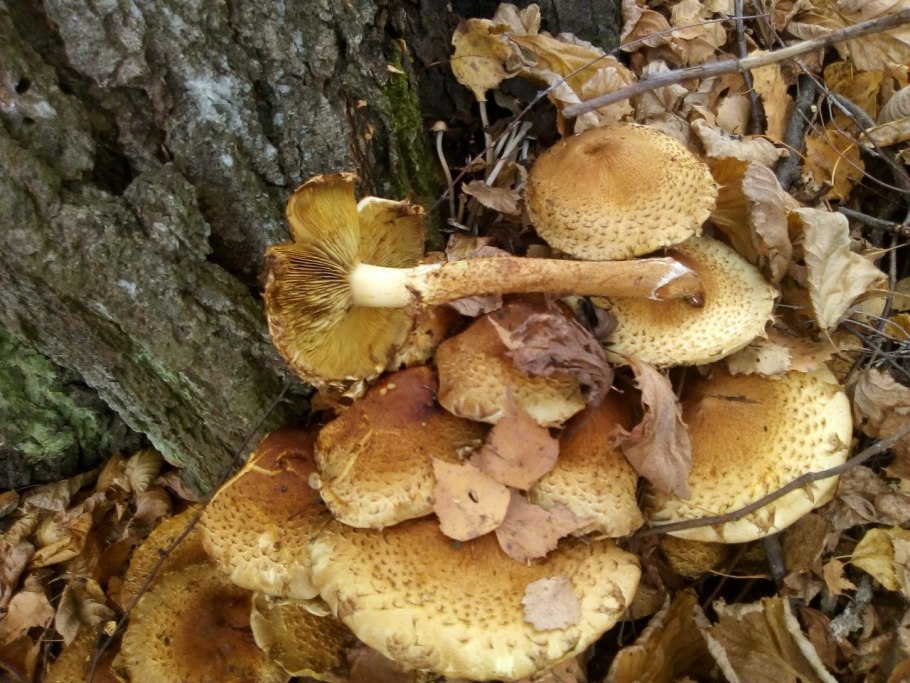 Боровик золотистый Aureoboletus projectellus