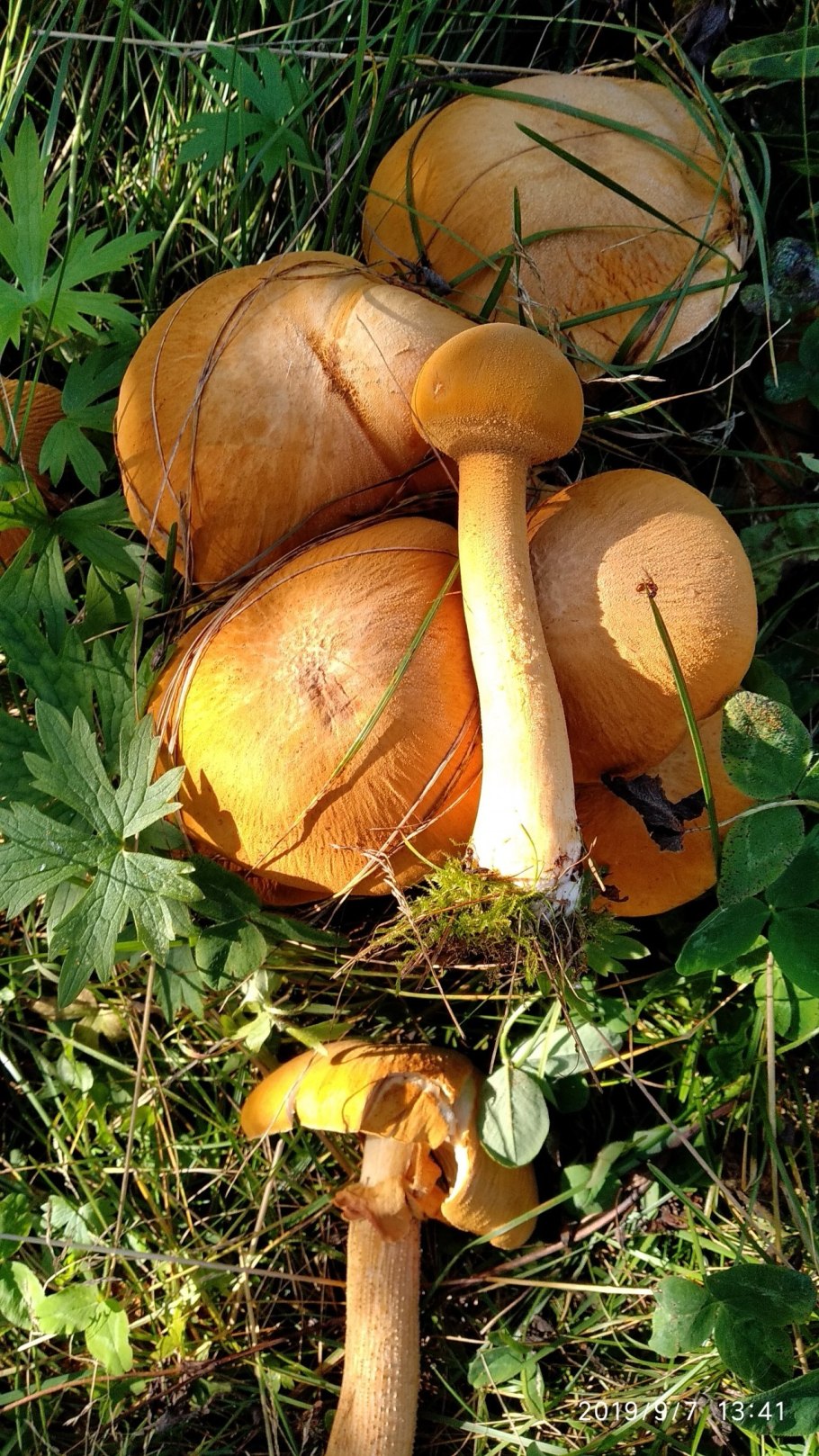 Феолепиота золотистая Phaeolepiota