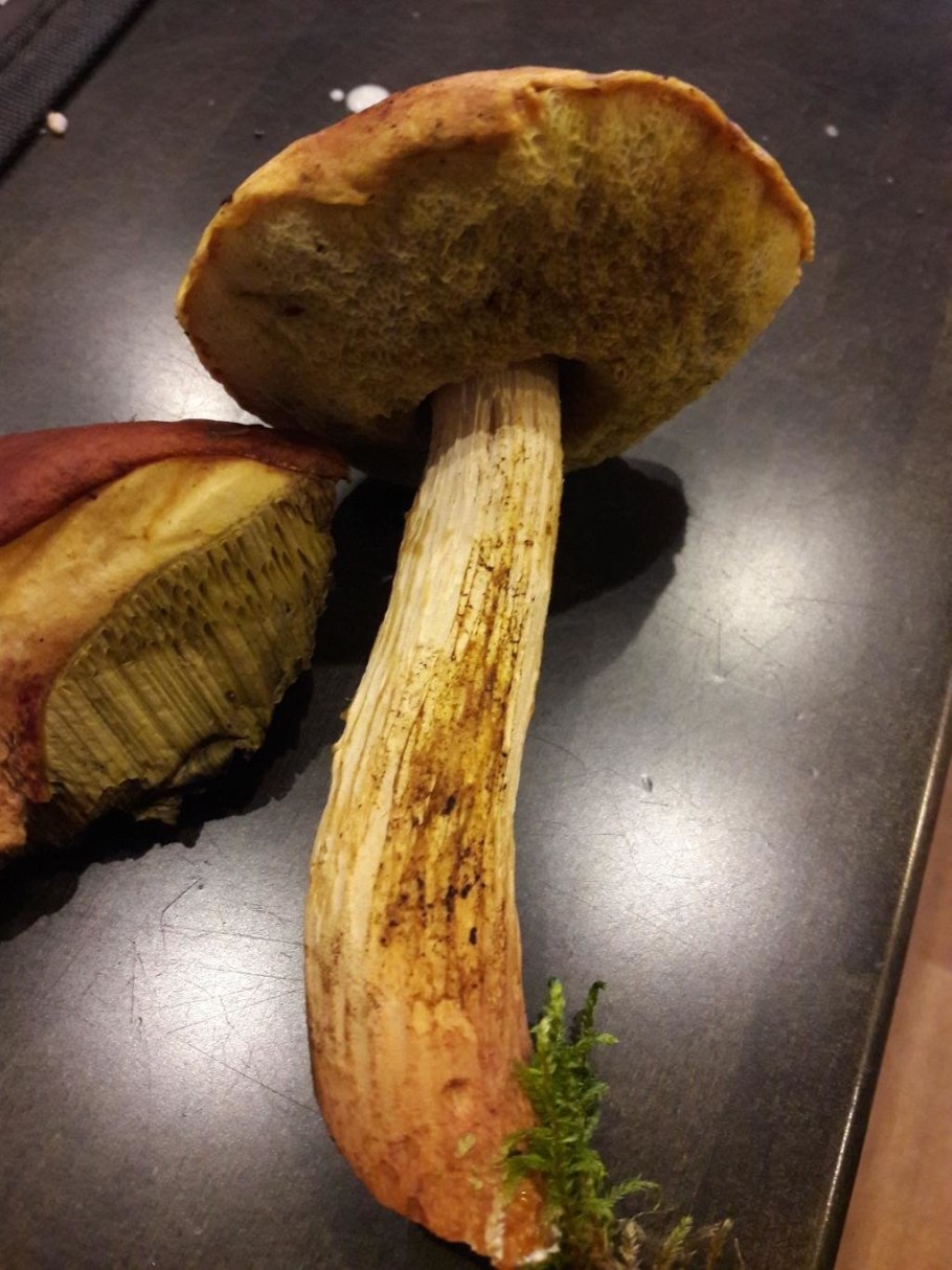 Bolbitius vitellinus